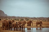 Investing in Nature: UNDP Kenya’s Commitment to Wildlife Conservation and Ecosystem Restoration.
