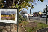 Canterbury Surprise: The Foothills of the Alps, and the Peel Forest (Part 1)