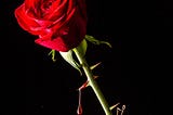 Thorns of a Rose