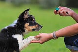 The Problem With Dog Training