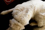 5 ways your animals can help your creativity