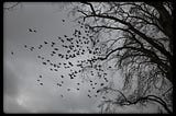 grayscale: cloudy day, blackbirds in flight off leafless tree.
