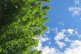 A big, bold, beautiful green tree against a wondrous blue sky with little white clouds. I took the picture myself. God bless you and I love you so much!