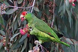 An Endangered Mexican Parrot Is Thriving In Urban Areas Of South Texas