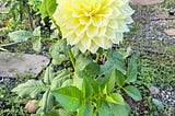 Whispers of a Dahlia