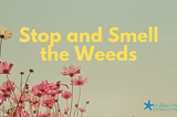 Stop and Smell the Weeds