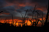 Please Enjoy the Rebranded Harvest Festival as We Pivot From Our Island’s Long History of Human…