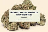 The Best Cannabis Strains to Grow in Winters
