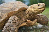 Giant Tortoises Are Not the Gentle Giants You Think.