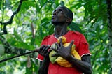 Investing in Sustainable Livelihoods for Cocoa Farmers