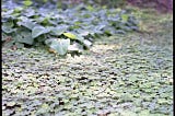purple, blue and green creeper plants growing