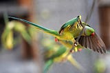 Stoned Parrots или как индийские фермеры враждуют с зависимыми попугаями