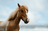 Archive: Equine Photography with Jennifer Muncy