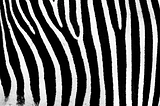 Black and white zebra stripes