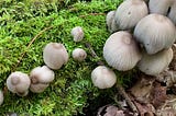 Fungi and bryophytes living on decomposing log. Boulder Lake, WI, USA. IMAGE CREDIT: Laurel Haak, CC-BY-4.0
