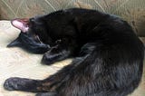 An adorable black cat in a curled up position, sleeping on the couch. This is the author’s image.