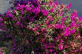 An overgrown and unruly bougainvillea.