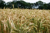 Inconspicuous Weather Phenomenon Likely to Blame for Minnesota’s Droughts