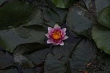Lotus Flower