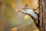 Week of October 16th | SQL Squirrels