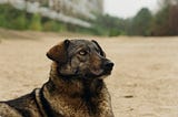 Chernobyl Dogs: A World Born in Ruins