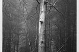 Tall tree in misty woods