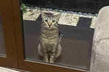 Homing Instinct pada Kucing: Naluri Ajaib yang Membawa Mereka Pulang Meski Lama Menghilang