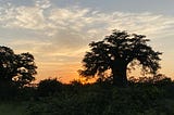 A large tree set against a setting sun.