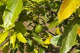 A single Hass avocado fruit on a tree in Kitale, Kenya. Image shot by Teresa Lubano