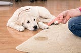 Teach Your Dog to Lay Down in 5 Fun Minutes