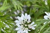 White flowers in a circle around littler one that are just buds all curled up