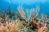 Discovery of Slimy Microbes that Help Keep Tropical Stony Corals Healthy