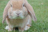 5 Common Misconceptions About Pet Rabbits