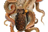 The Curious Case of the Cephalopod Mollusc and the Zoologist