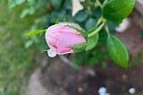Little Bud