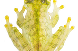Exploring Frogs With Transparent Skin