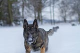 A German Shepard, snow on his muzzle, running in snow with woods in there background