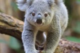 Are Koalas Endangered Animals? What You Need To Know