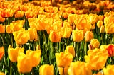 Dutch tulips