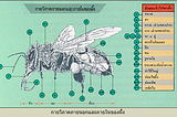 ผึ้งแมลงมหัศจรรย์: คุยกันภาษาอะไร