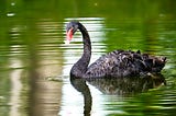 Black Swan