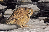 Fish owl: A bird whose whole life is saturated with fishing.