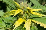 ¿Qué es la Variegación Genética en el Cannabis?