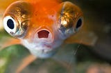 Goldfish staring into camera, mouth open, eyes on sides of head