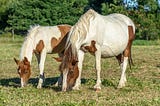 How Horses Communicate through the Neigh