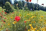 Photo of a field of wild flowers, red and yellow flowers on tall springy stalks, a field in the background and a perimeter of tall pine trees.