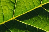 Up-close shot of a veiny leaf.