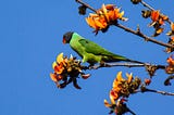 A Selfless Parrot and Australia’s Fires