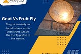 Gnat Vs Fruit Fly