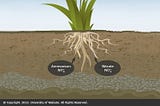 What is important of Nitrogen For plants or Agriculture? And Function of Nitrogen Described it.